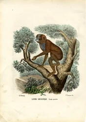 Slender Lori